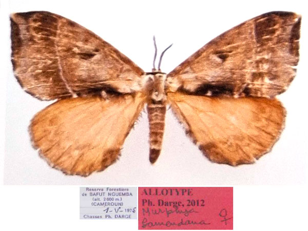 /filer/webapps/moths/media/images/B/bamendana_Murphyana_PTF_Dargea.jpg