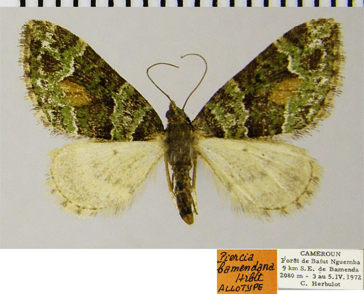 /filer/webapps/moths/media/images/B/bamendana_Piercia_AT_ZSM.jpg