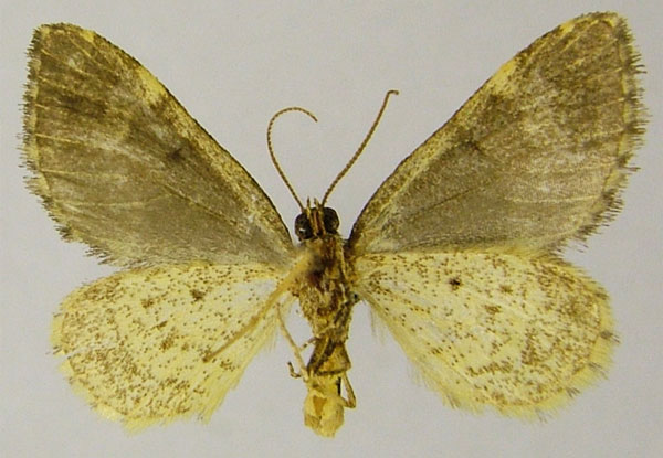 /filer/webapps/moths/media/images/B/bamendana_Piercia_HT_ZSMb.jpg