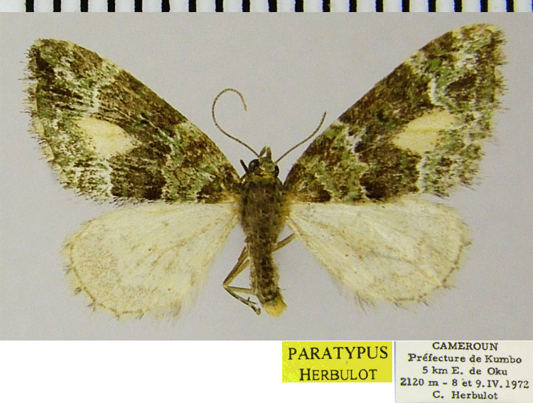/filer/webapps/moths/media/images/B/bamendana_Piercia_PTF_ZSM.jpg