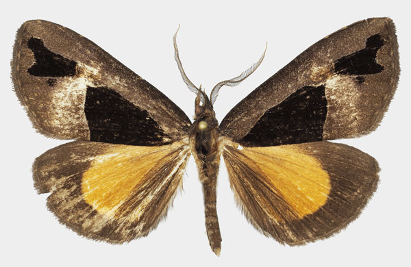 /filer/webapps/moths/media/images/B/banaka_Sarothroceras_AM_Basquina.jpg