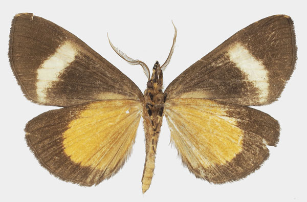 /filer/webapps/moths/media/images/B/banaka_Sarothroceras_AM_Basquinb.jpg