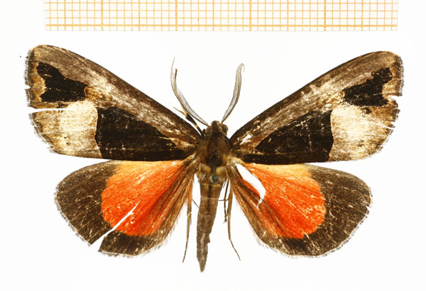 /filer/webapps/moths/media/images/B/banaka_Sarothroceras_AM_DePrins.jpg