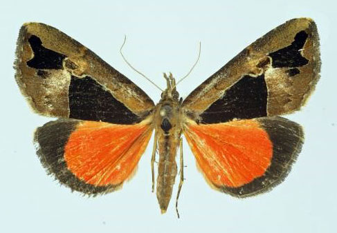 /filer/webapps/moths/media/images/B/banaka_Sarothroceras_AM_Poirrier.jpg