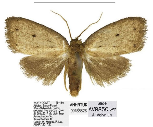 /filer/webapps/moths/media/images/B/banco_Spatulosia_HT_ANHRT.jpg