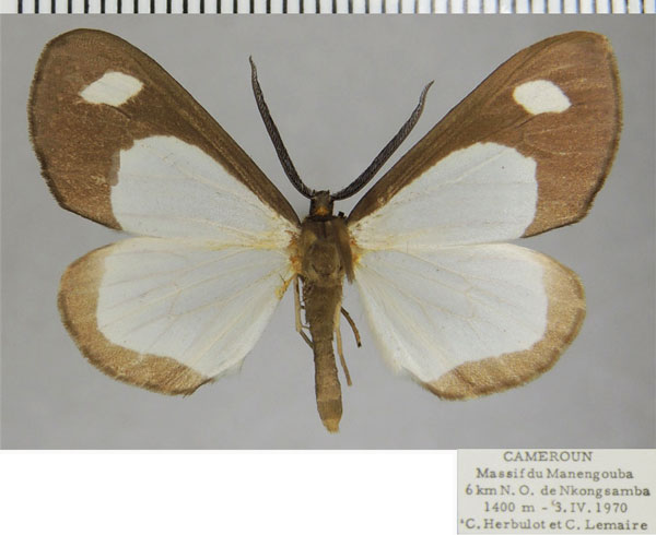 /filer/webapps/moths/media/images/B/bandajoma_Geodena_AM_ZSM.jpg