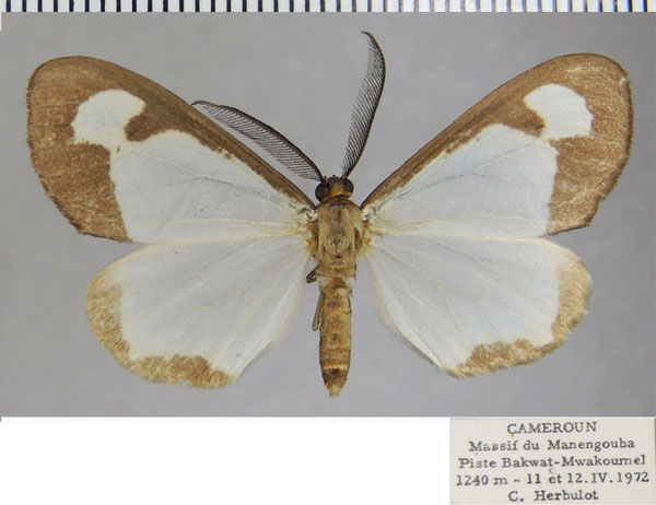 /filer/webapps/moths/media/images/B/bandajoma_Geodena_AM_ZSMa.jpg