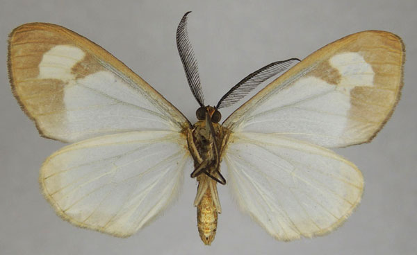 /filer/webapps/moths/media/images/B/bandajoma_Geodena_AM_ZSMb.jpg