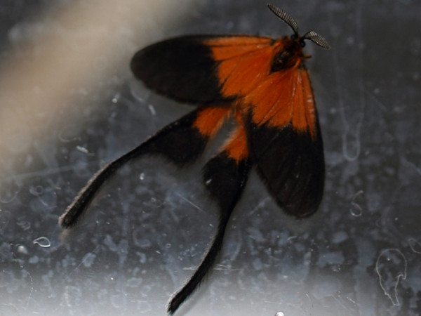 /filer/webapps/moths/media/images/B/banghaasi_Semioptila_A_Voaden.JPG