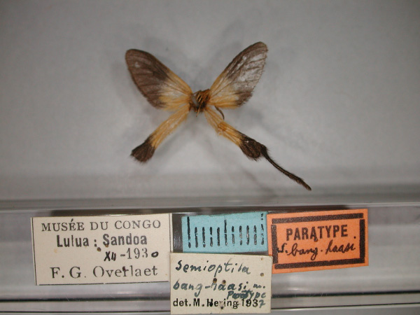 /filer/webapps/moths/media/images/B/banghaasi_Semioptila_PT_RMCA_02.jpg