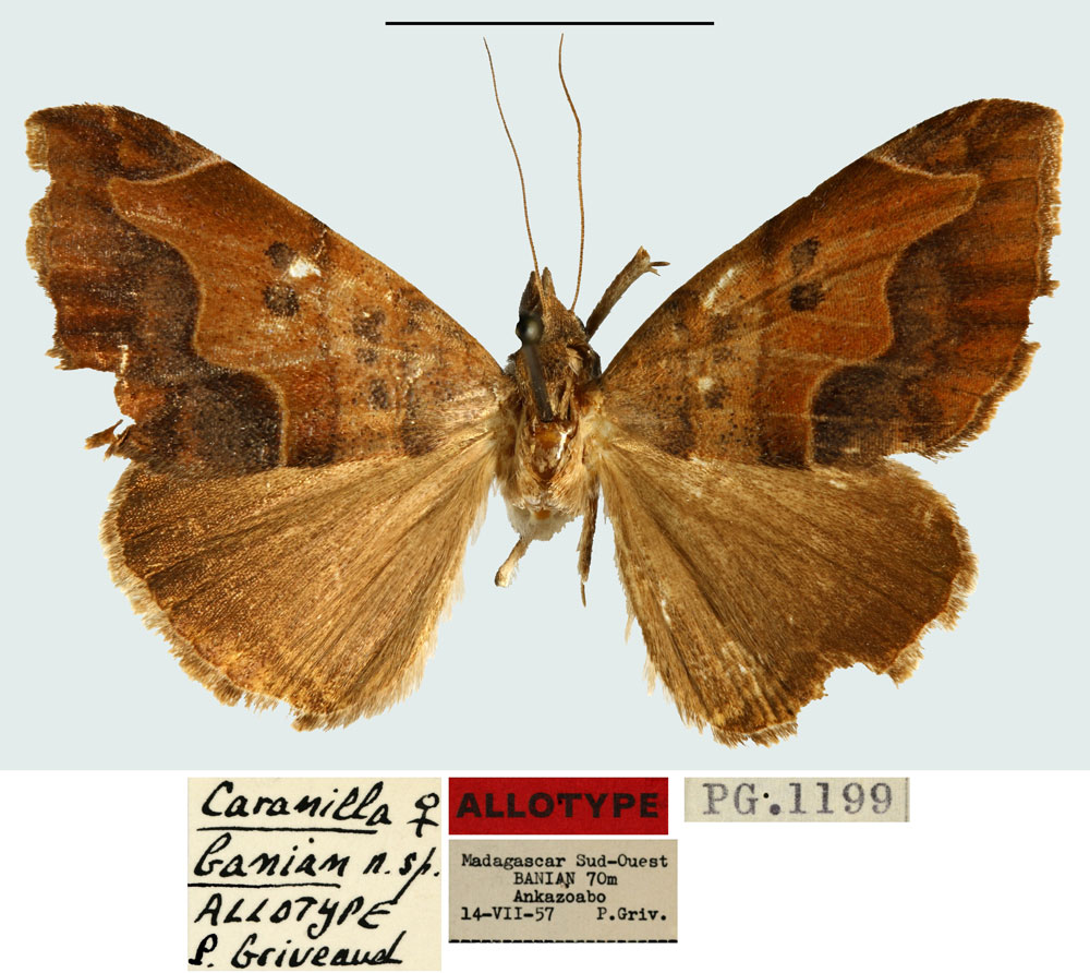 /filer/webapps/moths/media/images/B/banian_Caranilla_AT_MNHN.jpg