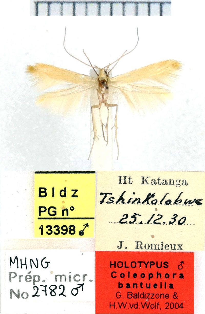 /filer/webapps/moths/media/images/B/bantuella_Coleophora_HT_MHNG.jpg