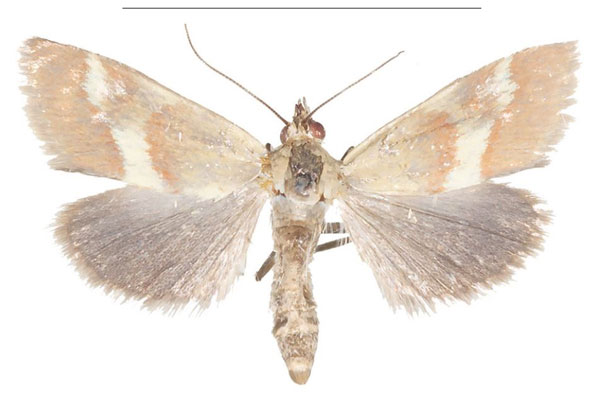 /filer/webapps/moths/media/images/B/baphialis_Tegostoma_AM_Efetov_01a.jpg