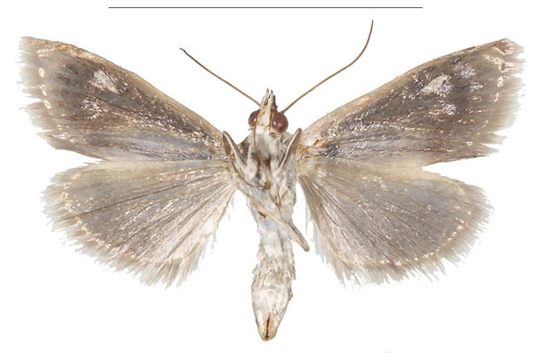 /filer/webapps/moths/media/images/B/baphialis_Tegostoma_AM_Efetov_01b.jpg