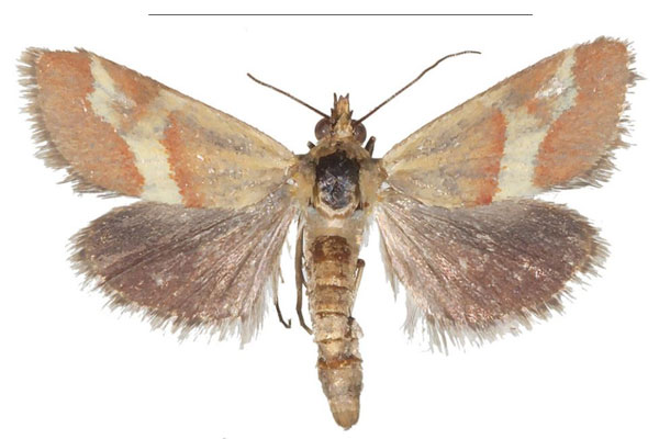/filer/webapps/moths/media/images/B/baphialis_Tegostoma_AM_Efetov_02.jpg