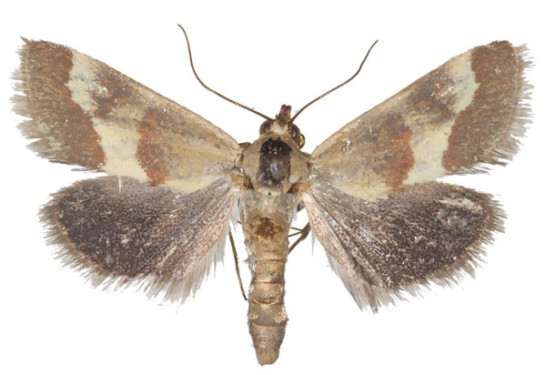 /filer/webapps/moths/media/images/B/baphialis_Tegostoma_AM_Efetov_03.jpg