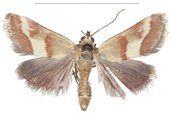 /filer/webapps/moths/media/images/B/baphialis_Tegostoma_AM_Efetov_04.jpg