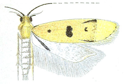 /filer/webapps/moths/media/images/B/barathrodes_Paristhmia_HT_Meyrick_5-1.jpg