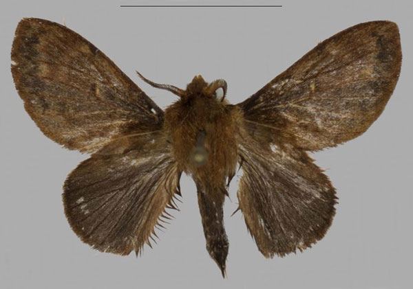 /filer/webapps/moths/media/images/B/barbarae_Pseudometa_HT_Muellera.jpg