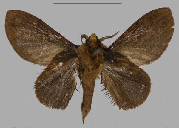 /filer/webapps/moths/media/images/B/barbarae_Pseudometa_HT_Muellerb.jpg