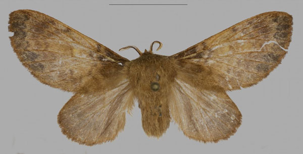 /filer/webapps/moths/media/images/B/barbarae_Pseudometa_PTF_Mueller_01a.jpg