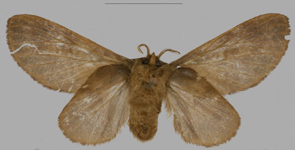 /filer/webapps/moths/media/images/B/barbarae_Pseudometa_PTF_Mueller_01b.jpg