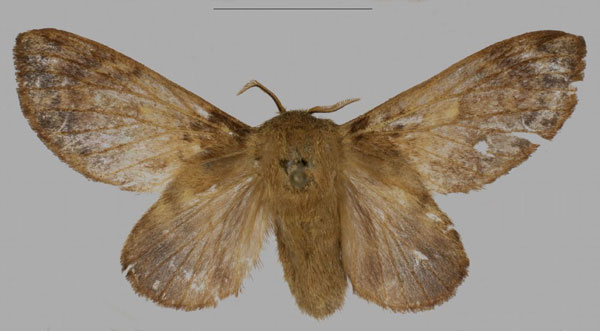 /filer/webapps/moths/media/images/B/barbarae_Pseudometa_PTF_Mueller_02.jpg