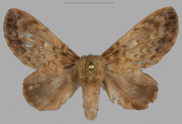 /filer/webapps/moths/media/images/B/barbarae_Pseudometa_PTF_Mueller_03.jpg