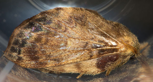 /filer/webapps/moths/media/images/B/barbarae_Pseudometa_PTF_Prozorov.jpg