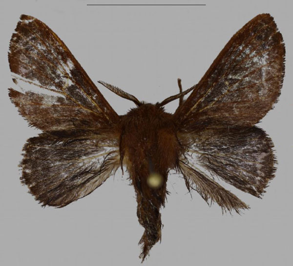 /filer/webapps/moths/media/images/B/barbarae_Pseudometa_PTM_MfN.jpg