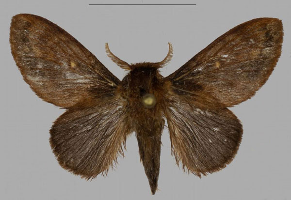/filer/webapps/moths/media/images/B/barbarae_Pseudometa_PTM_Mueller_01.jpg
