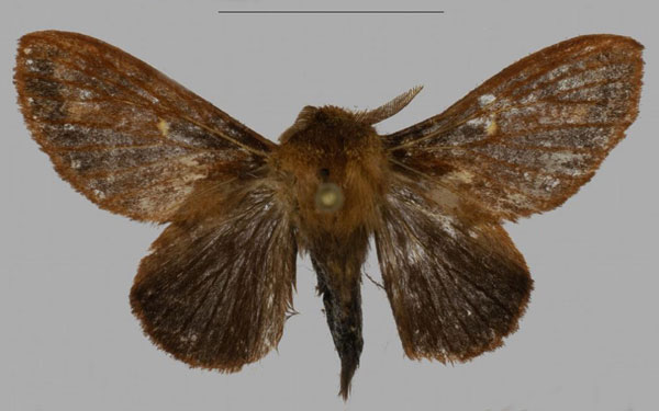 /filer/webapps/moths/media/images/B/barbarae_Pseudometa_PTM_Mueller_02.jpg