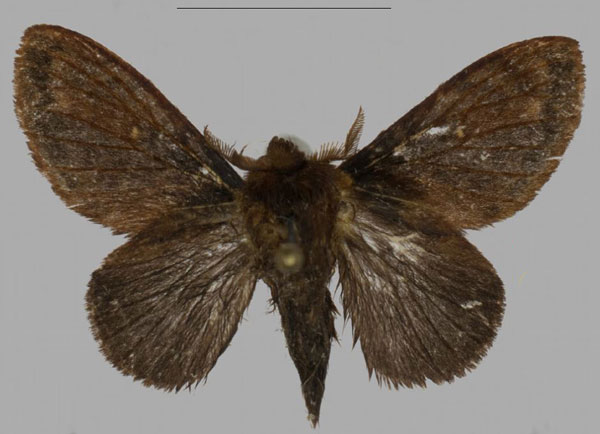 /filer/webapps/moths/media/images/B/barbarae_Pseudometa_PTM_Mueller_03.jpg