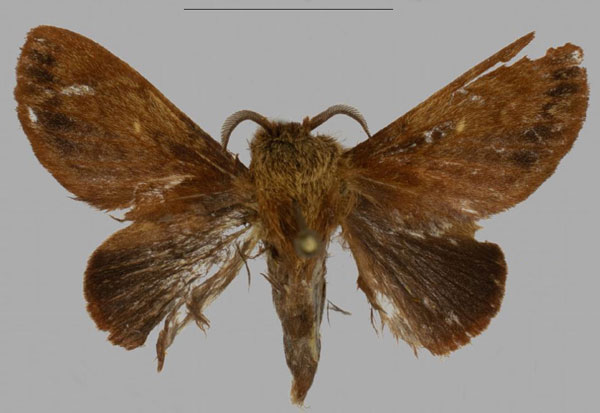 /filer/webapps/moths/media/images/B/barbarae_Pseudometa_PTM_Mueller_04.jpg