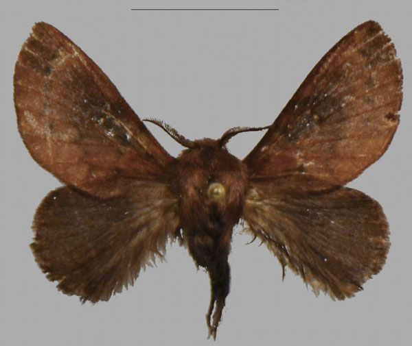 /filer/webapps/moths/media/images/B/barbarae_Pseudometa_PTM_NHMO.jpg