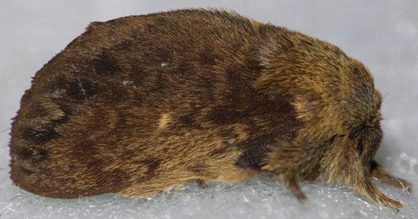 /filer/webapps/moths/media/images/B/barbarae_Pseudometa_PTM_Prozorov_01.jpg