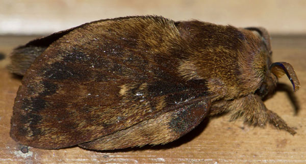 /filer/webapps/moths/media/images/B/barbarae_Pseudometa_PTM_Prozorov_02.jpg