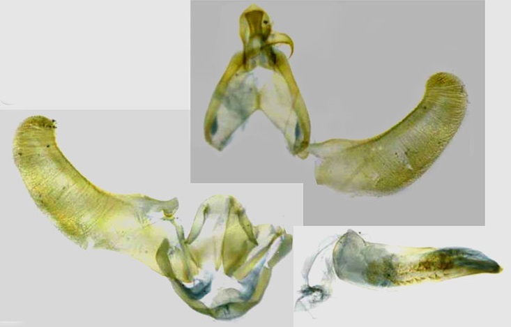 /filer/webapps/moths/media/images/B/barbata_Lecithocera_GMHT_RMCA.jpg