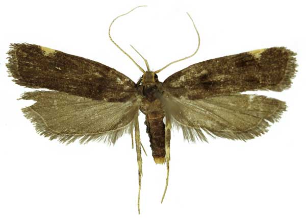/filer/webapps/moths/media/images/B/barbata_Thubdora_AF_MNVD.jpg