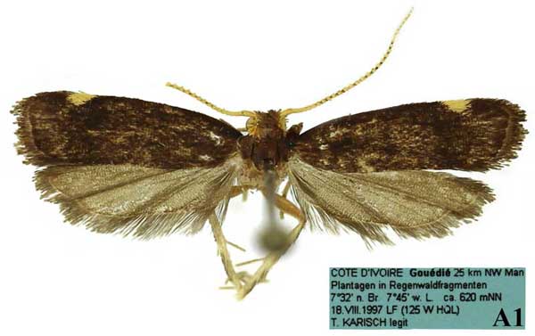 /filer/webapps/moths/media/images/B/barbata_Thubdora_AM_SDEI.jpg