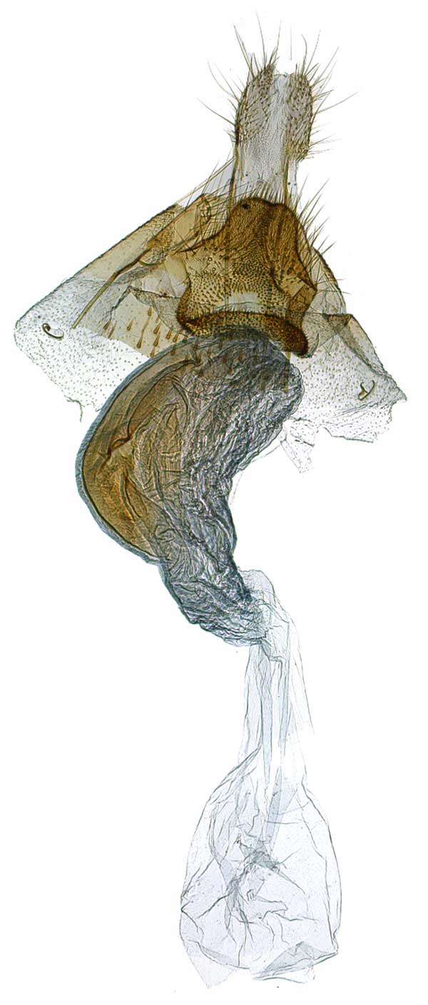 /filer/webapps/moths/media/images/B/barbata_Thubdora_GF_MNVD.jpg