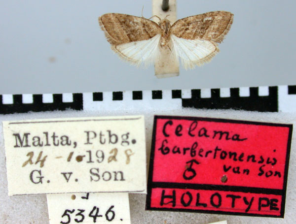 /filer/webapps/moths/media/images/B/barbertonensis_Celama_HT_TMSA.jpg
