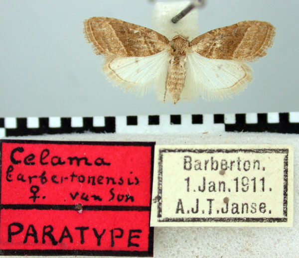 /filer/webapps/moths/media/images/B/barbertonensis_Celama_PTF_TMSA.jpg