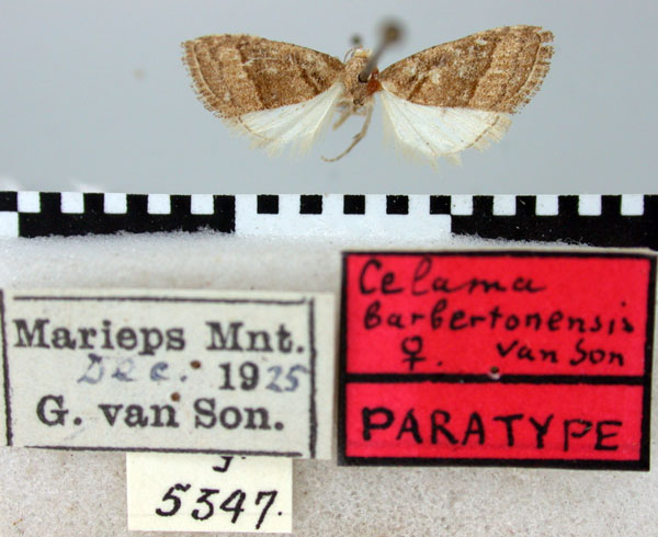 /filer/webapps/moths/media/images/B/barbertonensis_Celama_PT_TMSA.jpg