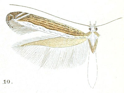 /filer/webapps/moths/media/images/B/barbitias_Epicephala_HT_Meyrick_7-10.jpg