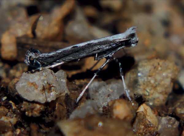 /filer/webapps/moths/media/images/B/barbitias_Graphiocephala_A_Triberti-etal_2024_31.jpg