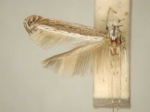 /filer/webapps/moths/media/images/B/barbitias_Graphiocephala_MT_TMSA6084.jpg