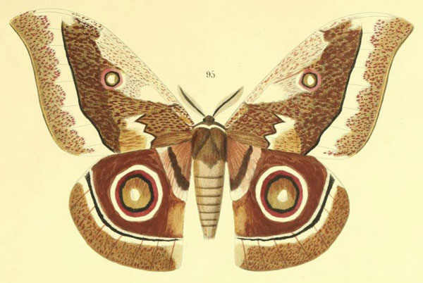 /filer/webapps/moths/media/images/B/barcas_Antheraea_HT_Maassen_95.jpg