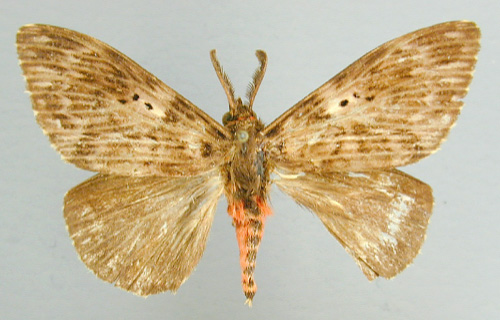 /filer/webapps/moths/media/images/B/barica_Pyramocera_A_RMCA.jpg