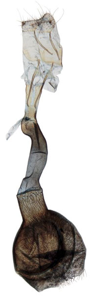 /filer/webapps/moths/media/images/B/baringensis_Ptychopseustis_GFPT_BMNH.jpg